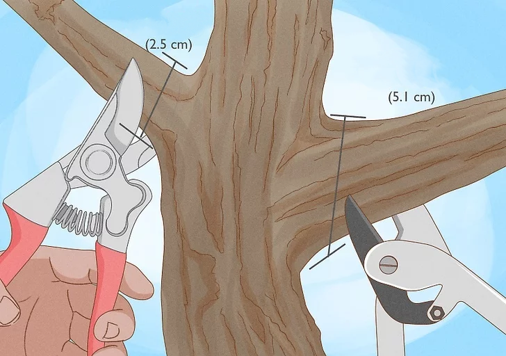 Как обрезать шелковицу