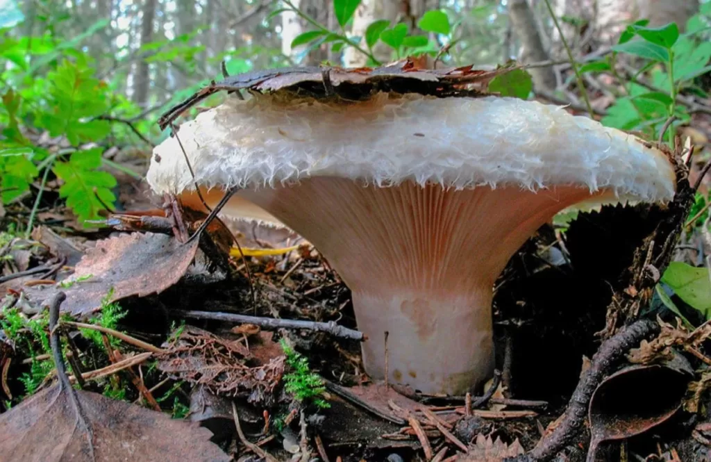 Фотография гриба груздь